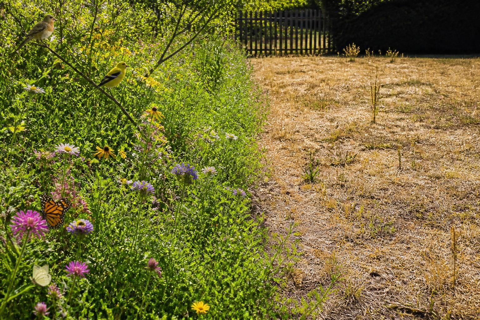 découvrez comment l'utilisation de désherbants peut affecter la biodiversité de votre jardin et apprenez des alternatives pour préserver la vie naturelle autour de vous.