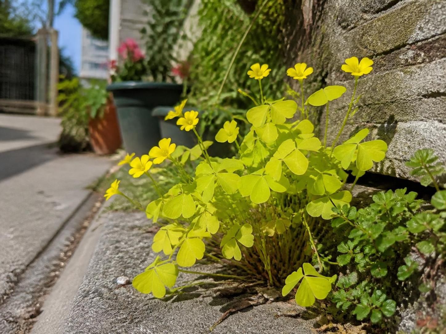 découvrez des méthodes naturelles et efficaces pour maîtriser l'oxalis dans votre jardin sans utiliser de pesticides, et préserver ainsi la santé de vos plantes et de votre sol.