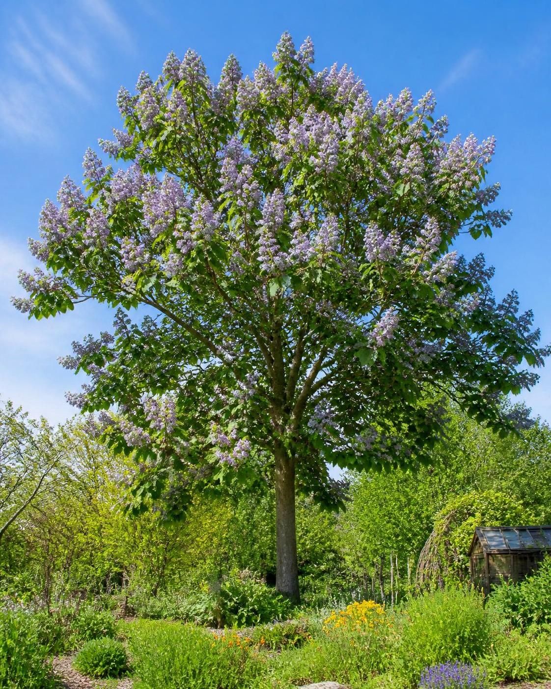 découvrez le paulownia, l'arbre miracle idéal pour un jardin écologique et durable. apprenez ses bienfaits, sa croissance rapide et son rôle dans la préservation de l'environnement.