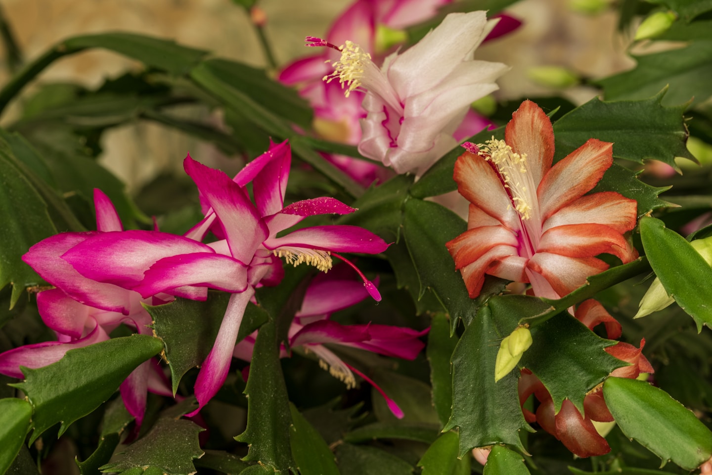 Three Christmas Cactus Flowers