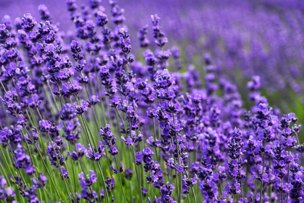 Lavender field