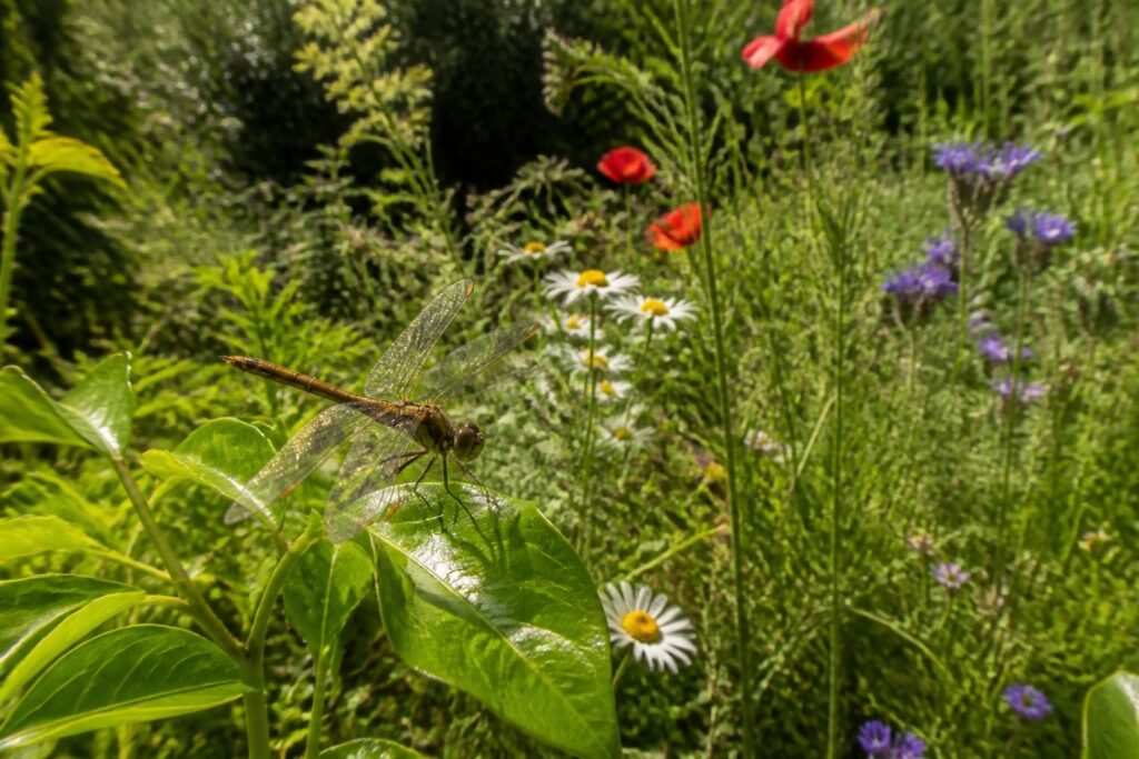 découvrez comment la libellule, alliée discrète, favorise un jardin écologique et fleuri en équilibrant naturellement l'écosystème et en chassant les nuisibles.