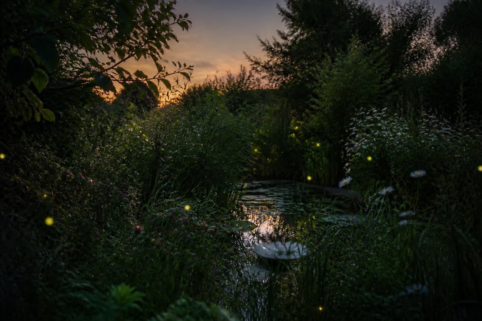 découvrez comment protéger la luciole, cet insecte fascinant, dans nos jardins grâce à des gestes simples et respectueux de l'environnement.