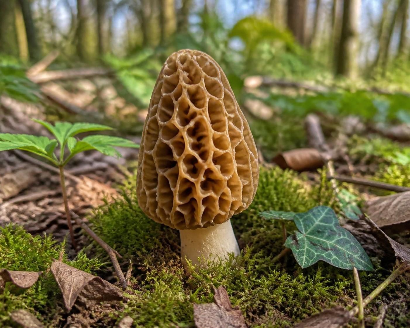 découvrez comment identifier la morille, un champignon printanier délicieux, en toute sécurité. apprenez à éviter les risques d’intoxication grâce à nos conseils d’experts.