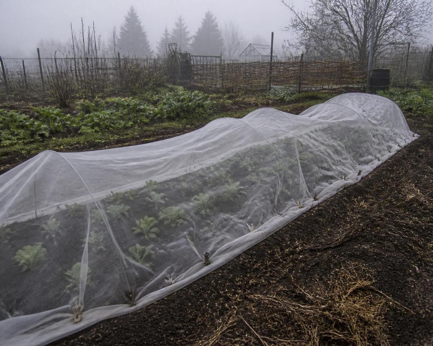 découvrez les risques liés à la sainte glace 2025 pour vos plantations et les méthodes efficaces pour les protéger contre le gel.