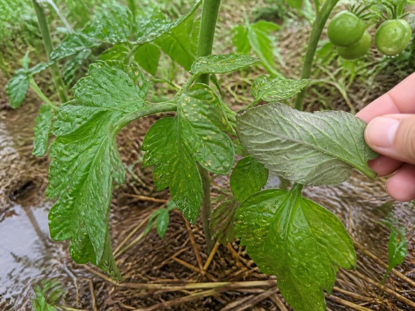 découvrez des méthodes efficaces pour protéger vos plantes contre le mildiou, une maladie redoutée qui peut endommager gravement votre jardin. conseils pratiques et solutions naturelles pour prévenir et traiter.